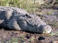 Nile Crocodile