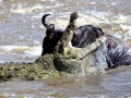 Nile Crocodile