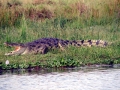 Nile Crocodile