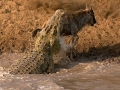 Nile Crocodile