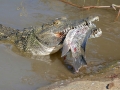 Nile Crocodile