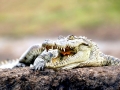 Nile Crocodile
