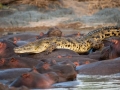 Nile Crocodile