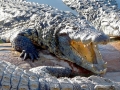 Nile Crocodile