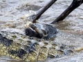 Nile Crocodile