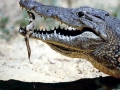 Nile Crocodile