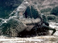 Nile Crocodile