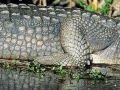 Nile Crocodile