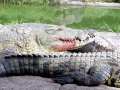 Nile Crocodile