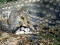Nile Crocodile