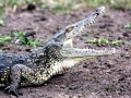 Nile Crocodile