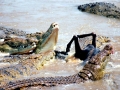 Nile Crocodile