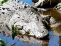 Nile Crocodile