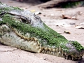 Nile Crocodile