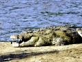 Nile Crocodile