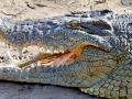 Nile Crocodile