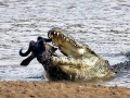 Nile Crocodile