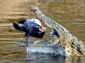 Nile Crocodile