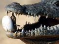 Nile Crocodile