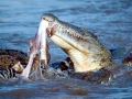 Nile Crocodile