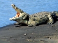 Nile Crocodile