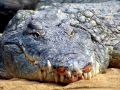 Nile Crocodile