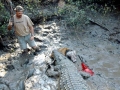 Nile Crocodile