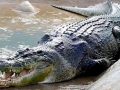 Nile Crocodile