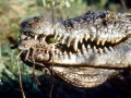 Nile Crocodile