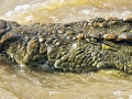 Nile Crocodile