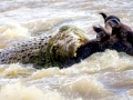 Nile Crocodile