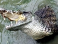 Nile Crocodile