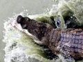 Nile Crocodile