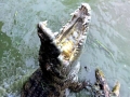 Nile Crocodile