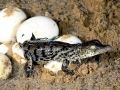 Nile Crocodile