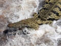 Nile Crocodile