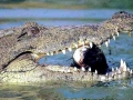 Nile Crocodile