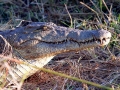 Nile Crocodile