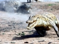 Nile Crocodile