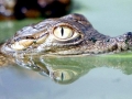 Nile Crocodile