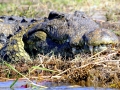 Nile Crocodile