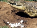 Nile Crocodile