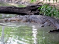 Nile Crocodile