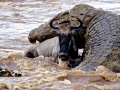Nile Crocodile