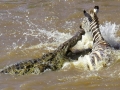 Nile Crocodile
