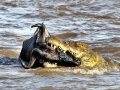 Nile Crocodile