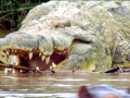 Nile Crocodile