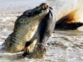 Nile Crocodile