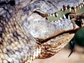 Nile Crocodile