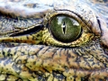 Nile Crocodile